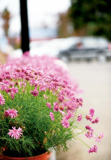 �޴����ڵ�С����