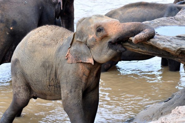 云南 印度洋/在印度洋岛国斯里兰卡，自古以来，以大象为图腾的传统一直深深...