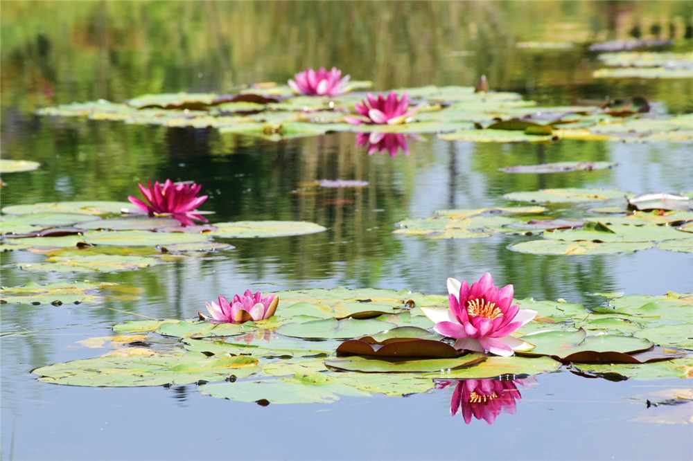 腾冲雅居乐栖花岭图片