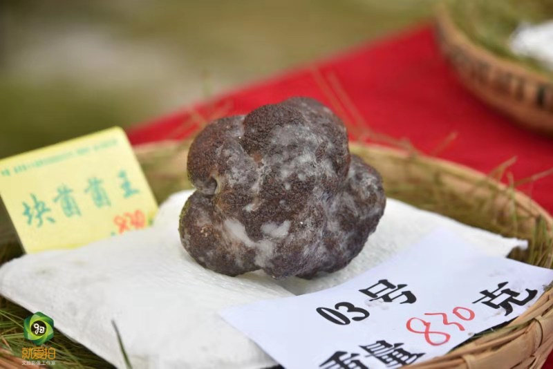 牛肝菌菌王:重量474克虎掌菌菌王:重量3082克香根菌菌王:重量670克杉