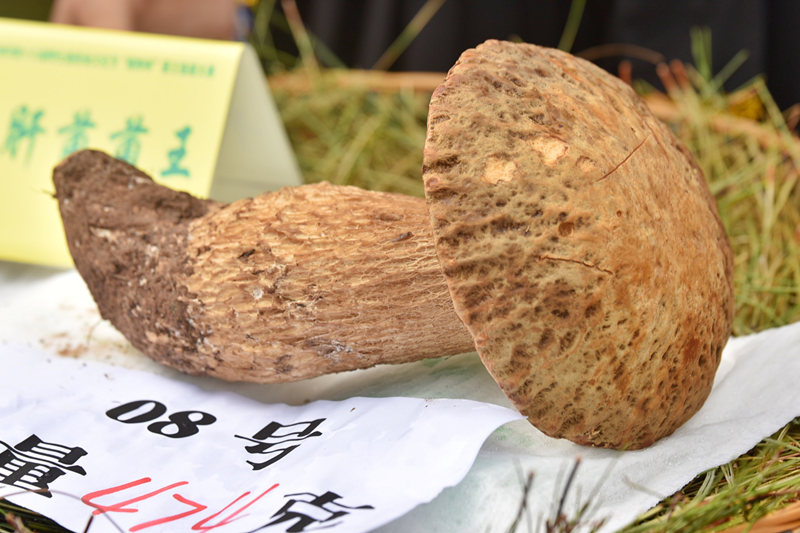 虎掌菌菌王:重量3082克香根菌菌王:重量670克杉老苞菌王:重量1562克