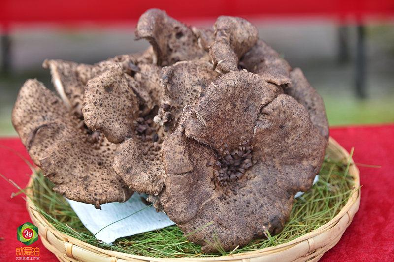 香根菌菌王:重量670克杉老苞菌王:重量1562克云芝菌菌王:重量4986克